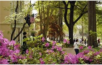 flowering shrubs along a busy walkway